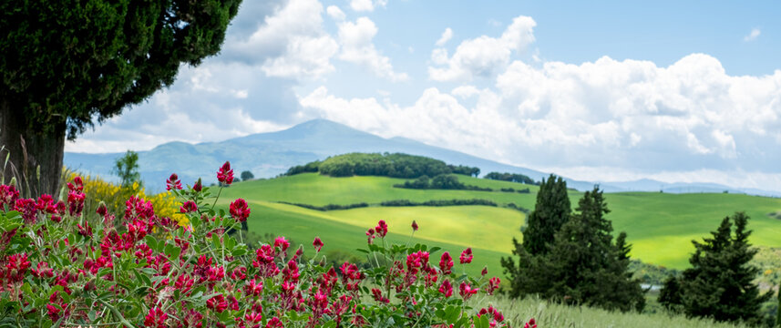 Tuscan panoramic landscape in spring with red Sulla wild flowers in foreground, photographed near the small town of Monticchiello in the Val Dorcia area of Tuscany, Italy. Mount Amiata in distance.
