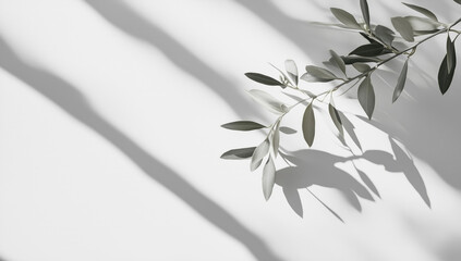 Olive branch with leaves casting shadows on a white surface creating a minimalist aesthetic