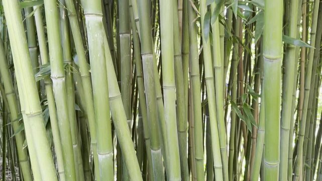 Many beautiful green bamboo trees growing outdoors, camera moving up