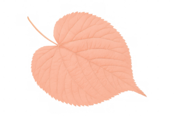 Fallen autumn leaf in soft peach hue, highlighting seasonal color transition against transparent backdrop