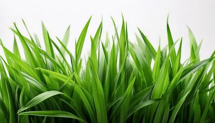 Fototapeta premium digitally enhanced photorealistic green grass blades on white background