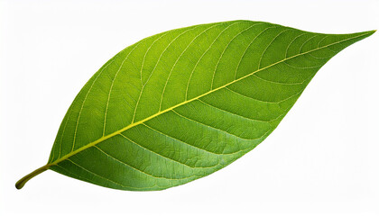 Obraz premium classic summer green leaf on transparent background eco friendly leaf representing green lifestyle tree leaf during summer and spring seasons