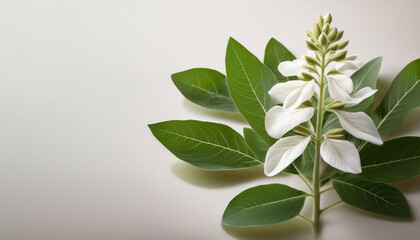 Fototapeta premium ashwagandha flower featuring white petals green leaves blooming against pale background highlighting botanical wellness details