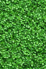 Obraz premium Lush green foliage forms a vibrant and organic natural background