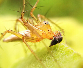 Macro of a spider on green leaf