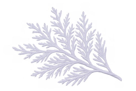 Delicate white sprig of cypress, isolated on a transparent background, perfect for adding a touch of nature to designs