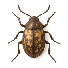 Gold Flaked Beetle Rendering