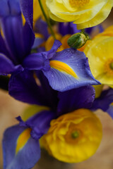 Closeup of a purple and yellow dutch iris and yellow ranunculus flowers.