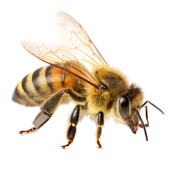 Honeybee closeup isolated on white background ai generated png isolated on a white background