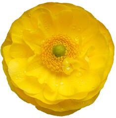 Yellow, ranunculus flower head with water droplets on the petals. Yellow flower.