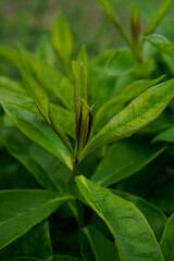 Phlox plant before it has bloomed.