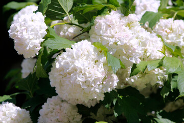 white hydrangea flowers close up

