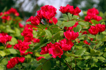 red roses of the robusta variety

