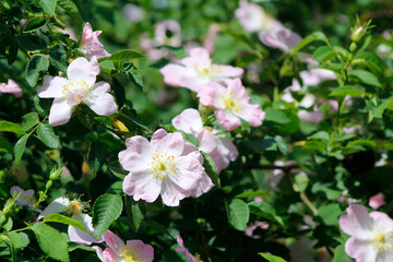 rose hip flowers on a bush


