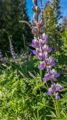 Grape Soda Lupine Stalk with Vivid PurpleFlowers and a Sweet Grapey Smell