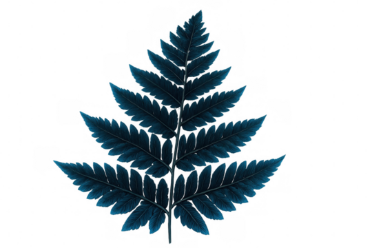 Detailed illustration of a blue fern leaf, isolated on a transparent background, perfect for nature-themed designs