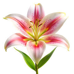 Naklejka premium Pink Lily Flower in Full Bloom with Green Stem, Elegant Botanical Blossom, Isolated on White Background as Transparent. PNG. AI Generated