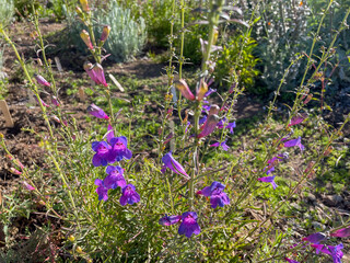 Showy Penstemons in a California Mountain Environment