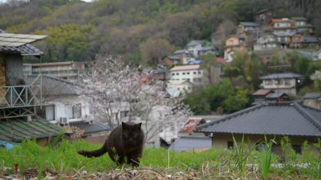 坂の町の地域猫 （広島県尾道市, 2025年4月）