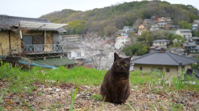坂の町の地域猫 （広島県尾道市, 2025年4月）