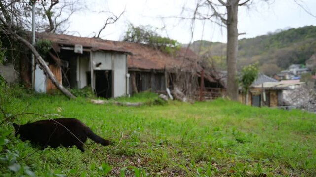 坂の町の地域猫 （広島県尾道市, 2025年4月）