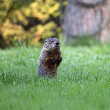 Groundhog Marmota monax with ticks on its face standing in a backyard lawn of green grass