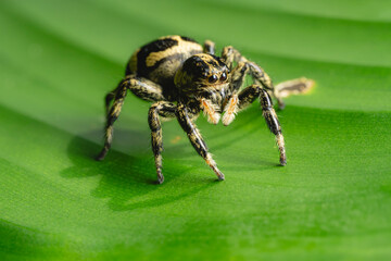 Jumping spider on green leaf in tropical forest macro view