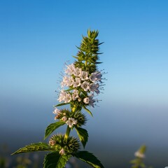 Dew and mint flower 