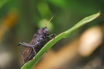 Dark grasshopper with orange antennae on green leaf macro