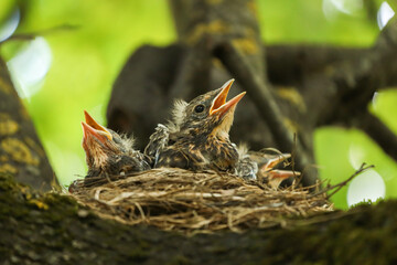 Three hungry thrush Baby birds in a nest on tree branch close up macro in spring nature