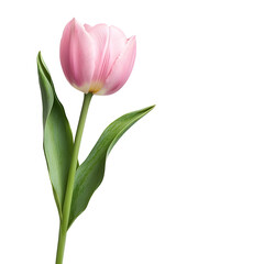Fototapeta premium A single delicate pink tulip blossom with lush petals and green foliage captured against a pristine white background in a minimalist high contrast composition
