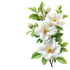 Fototapeta premium A photograph showcasing the delicate and elegant beauty of a single white magnolia flower isolated against a clean minimalist white background