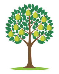 Pear tree with ripe green fruits