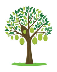 Jackfruit tree abundant with ripe fruits