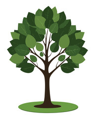 Tree with sparse, distinct green leaves