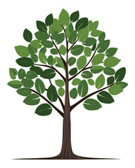 Obraz premium Tree with large dark green leaves