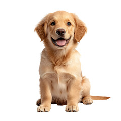 Obraz premium A portrait of a cheerful and friendly Golden Retriever puppy sitting on a pure white background and gazing directly at the with a happy playful expression