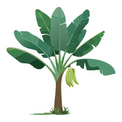 Banana Plant with Fruit