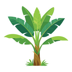 Green Banana Plant