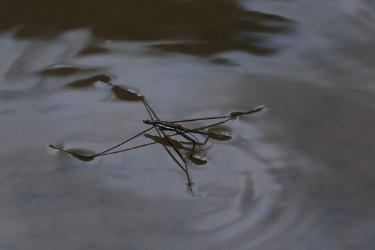 Water striders ,having ability to walk on water, making them pleuston (surface-living) animals. They are anatomically built to transfer their weight to be able to run on top of the water's surface.