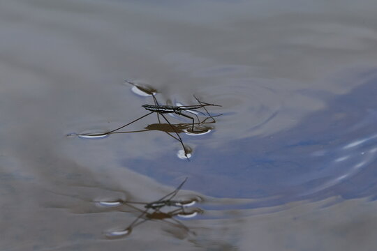 Water striders ,having ability to walk on water, making them pleuston (surface-living) animals. They are anatomically built to transfer their weight to be able to run on top of the water's surface.