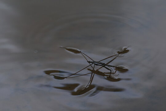 Water striders ,having ability to walk on water, making them pleuston (surface-living) animals. They are anatomically built to transfer their weight to be able to run on top of the water's surface.