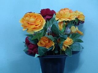 Roses in a pot on a blue background. Flowers in a pot.photo taken in malaysia