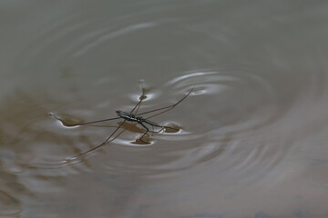 Water striders ,having ability to walk on water, making them pleuston (surface-living) animals....