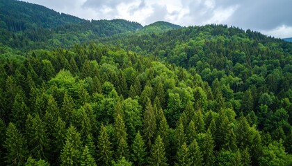 Obraz premium Lush Evergreen Forest: An aerial view of a dense, lush evergreen forest, showcasing the vibrant green canopy and rolling hills.