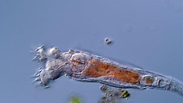 Rotifera under microscope 400x magnification, aquatic