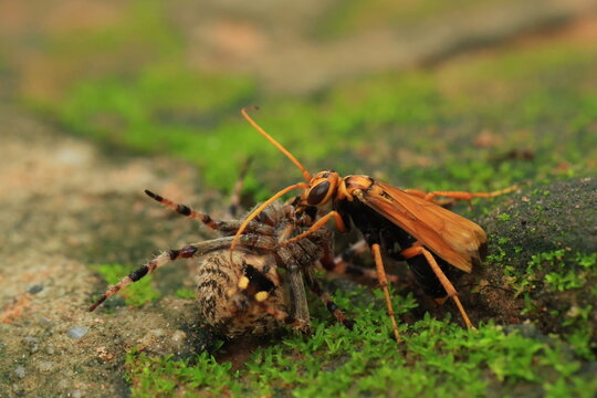 Spider-hunting wasps (Spider wasp) Spider wasps (family Pompilidae) are solitary wasps. They prey on spiders to feed their larvae.