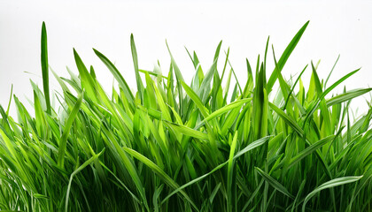 hi resolution image of fresh green grass isolated against a white background