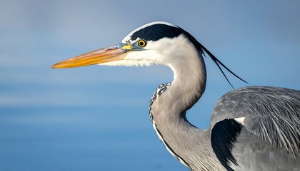 Graceful heron standing in tranquil waters at sunrise