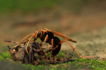 Spider-hunting wasps (Spider wasp) Spider wasps (family Pompilidae) are solitary wasps. They prey on spiders to feed their larvae.